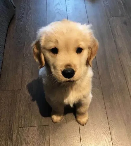 Filhote Golden Retriever, Diga Oi Para Seu Novo Melhor Amigo!