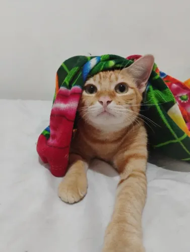 Adoção gato castrado 