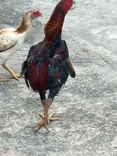 Galo duro