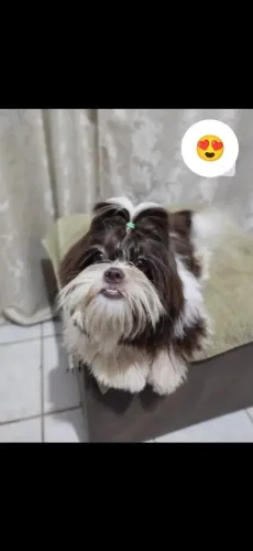Shitzu macho para cruzar