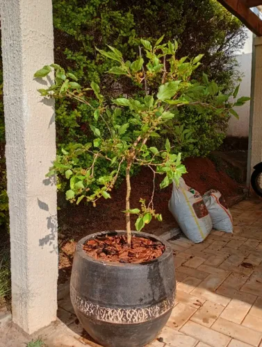 Mudas de amora produzindo