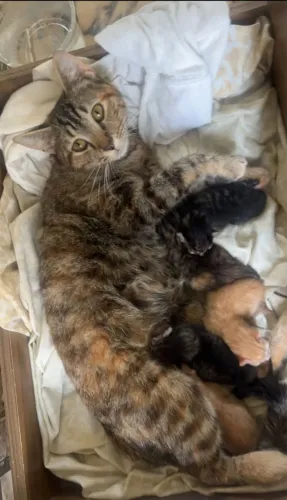 Doa-se filhotes de gatos machos e fêmeas