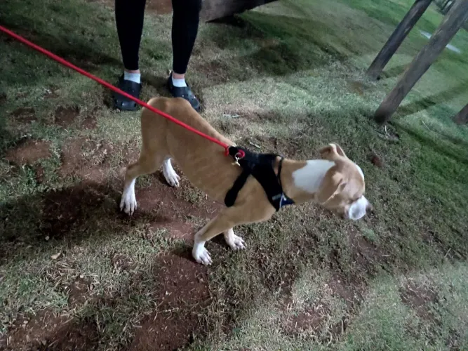 Pitbull American bully