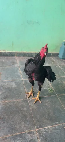 Coisa boa de fora