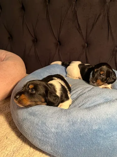 Filhotes dachshund pelo longo