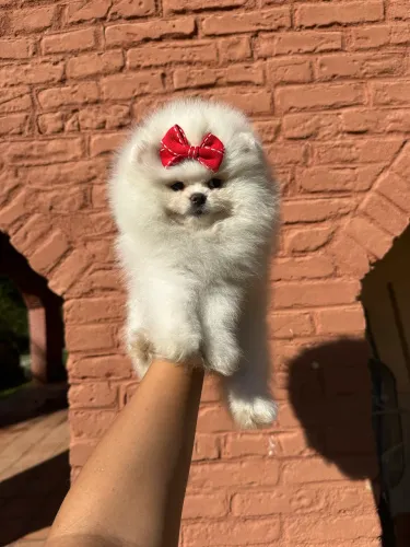 FILHOTES DE LULU DA POMERANIA!!!