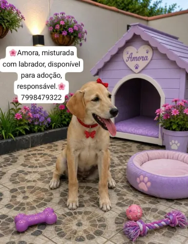 Adoção ?