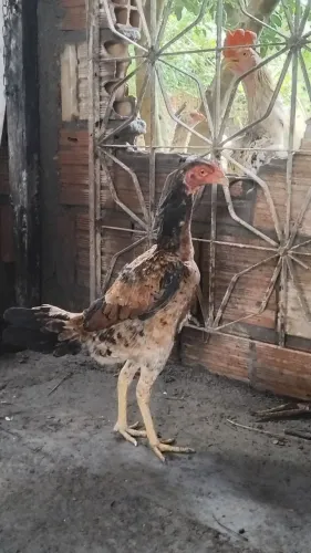 Vendo galinha carioca 150 reais