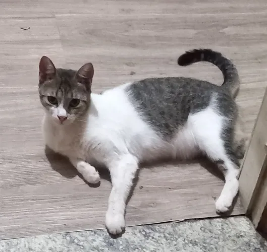 Linda Gatinha para Adoção
