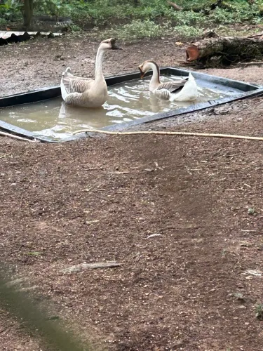 Gansos 