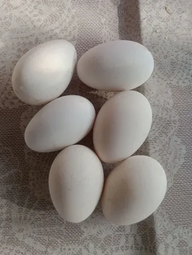 OVOS DE GANSA SINALEIRA, $ 50,00 A UNIDADE
