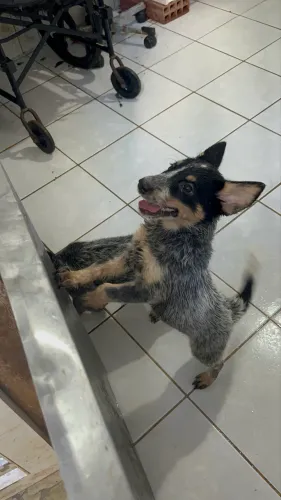 filhotes de blue heeler