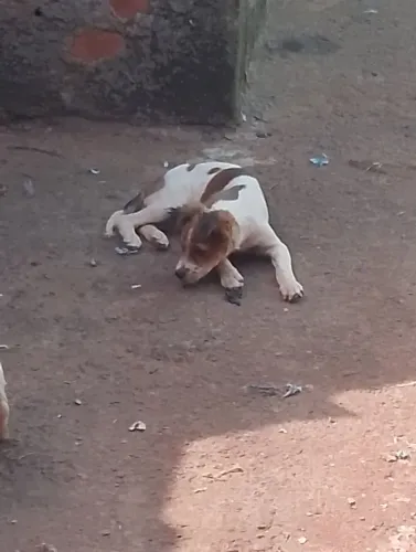 Doação de cachorros