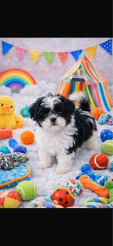 Shih-tzu vacinado com 54 dias fêmea