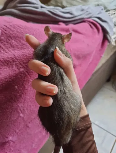 Rato twister fêmea 