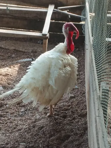 Galinhas patos e perus