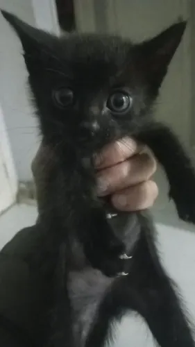 Doa-se filhote de gato