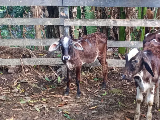 Vende -se um lote com 5 bezerras