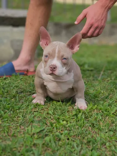 AMERICAN BULLY