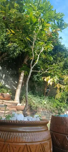 Muda de Jabuticaba Nativa