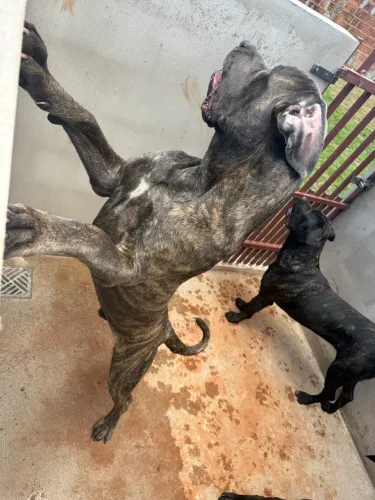 Cane corso C/Pedigree