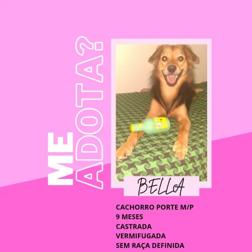 Doação de cachorra fêmea 