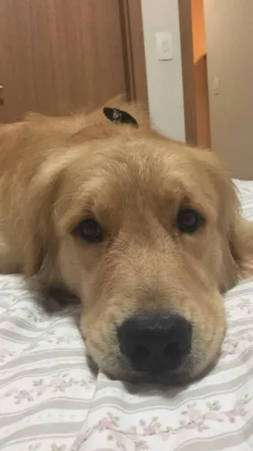 Golden Retrieve adulto