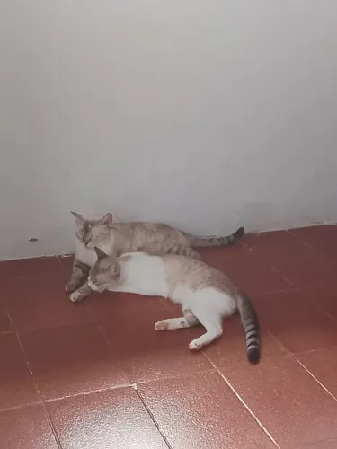Doa -se duas gatas castradas 