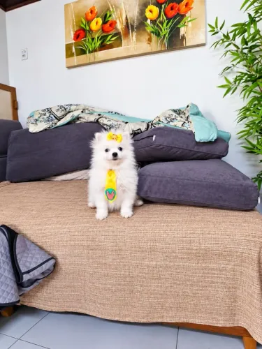 Spitz anão macho branco com as três vacinas.