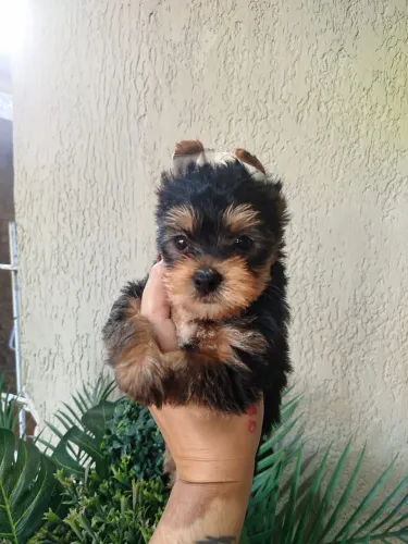 Yorkshire macho mini