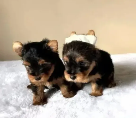 Yorkshire Seu novo doguinho fiel está esperando
