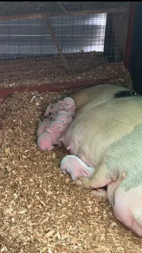 Mini Pig