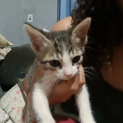 Doa se gatas fêmeas