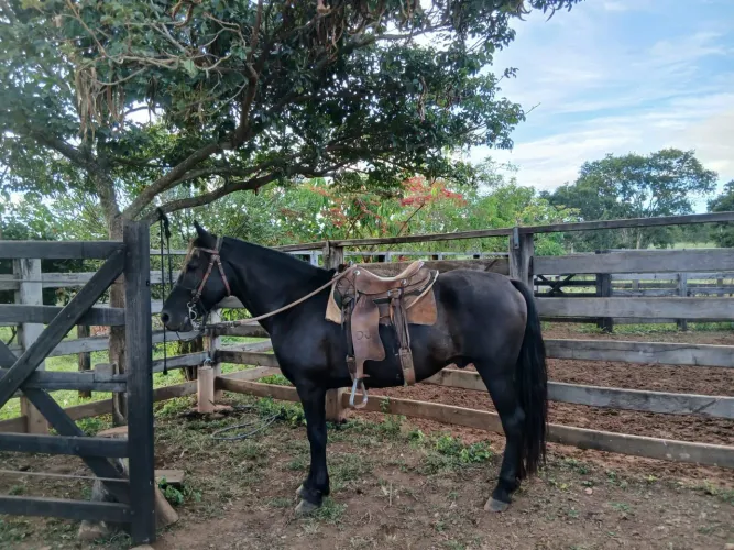 Cavalo