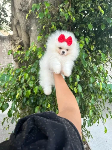 LULU DA POMERÂNIA EXCLUSIVO!!!