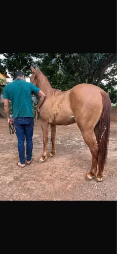 Cavalo Meio Sangue - Quarto de milha