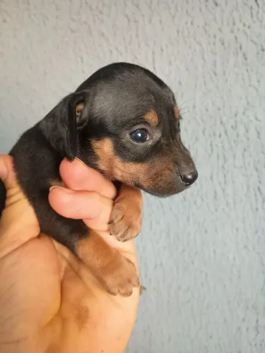 Pinscher