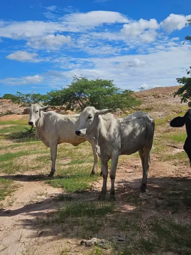 Vende-se vacas, bezerros e novilhas