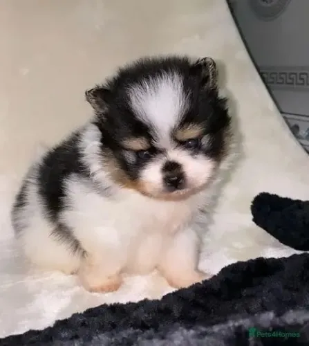 Neném spitz alemão/lulu da pomerânia dócil saudável de linhagem robusta