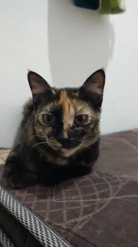 gatinhas fêmeas para adoção responsável