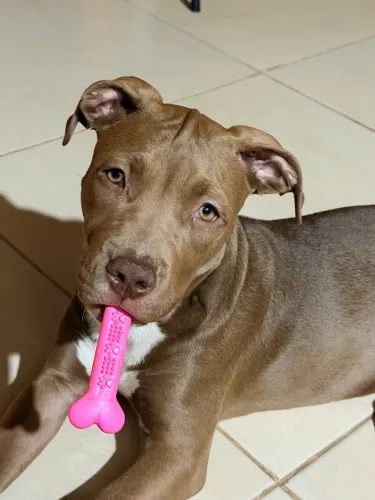 Pitbull 4 meses 