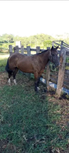 Pitiça domada mansa