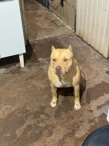 Pitmonster fêmea