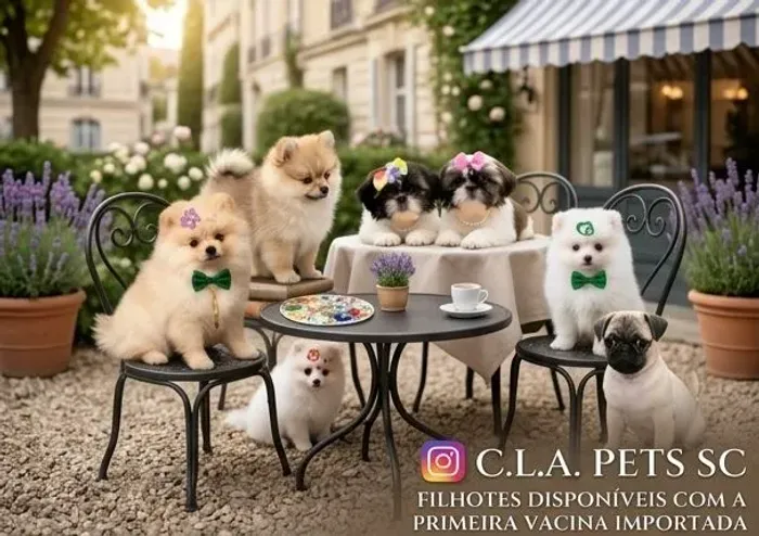 Lulu da Pomerânia, Pug e Shih Tzu