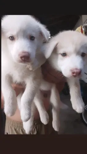Filhotes de husky siberiano