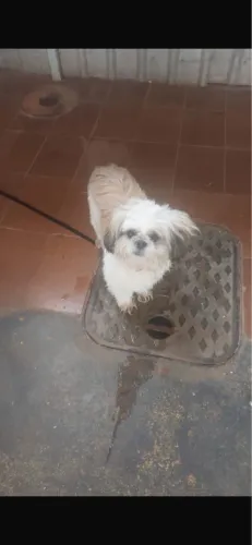 Cachorro macho