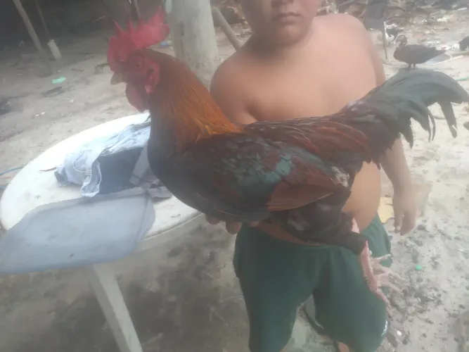 Galo