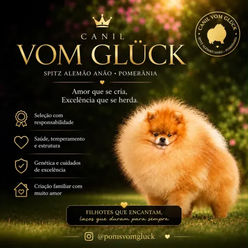 Spitz alemão Anão. Macho. Com pedigree, microchip. Procedência