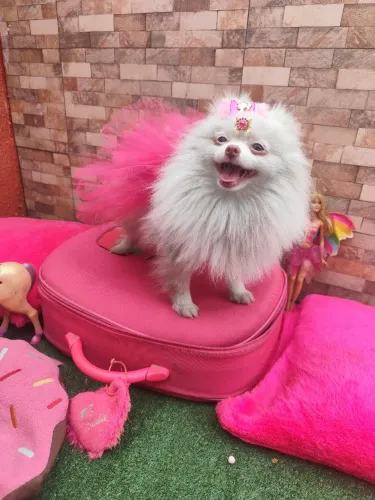 Menina lulu da Pomerânia com 8 meses