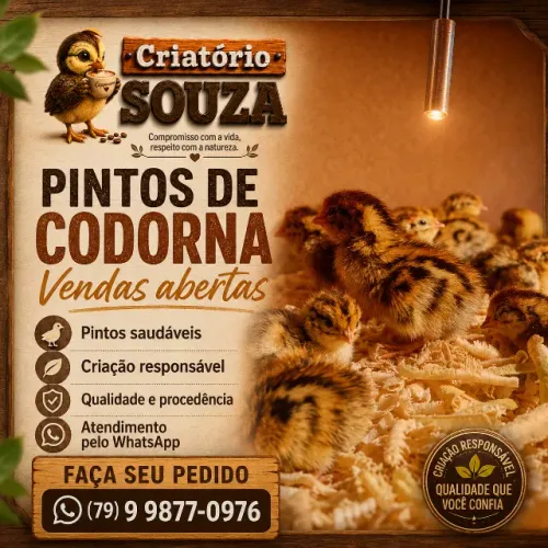 PINTINHO DE CODORNA GIGANTE DE 1 DIA - LEIA A DESCRIÇÃO
